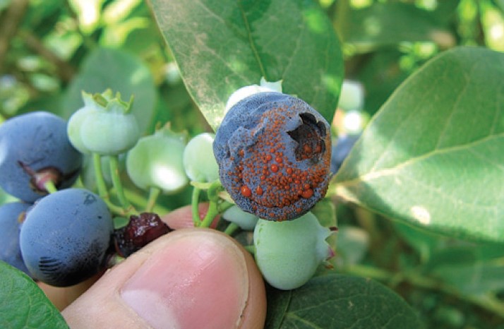 Fotograf&iacute;a de un ar&aacute;ndano de la variedad Jersey con esporulaci&oacute;n abundante de C. fioriniae