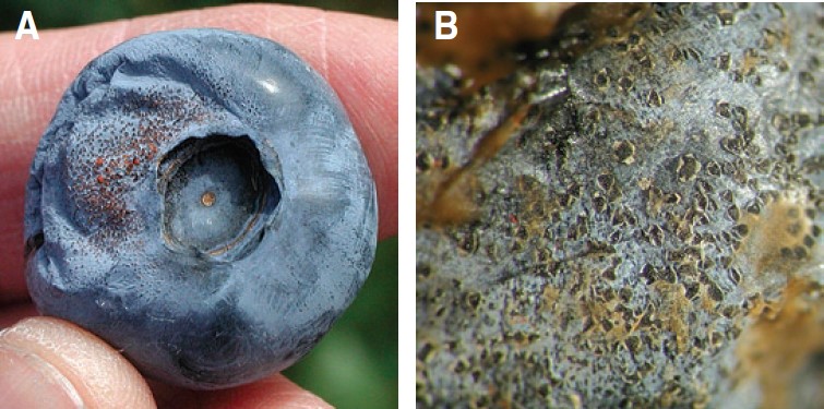 A) Frutos arrugados con masas de esporas anaranjadas son indicadores de la pudrici&oacute;n de los frutos por antracnosis. B) Fotograf&iacute;a amplificada que muestra la piel de un ar&aacute;ndano infectado con ampollitas abiertas (ac&eacute;rvulos) en las que se producen los ac&eacute;rvulos. 