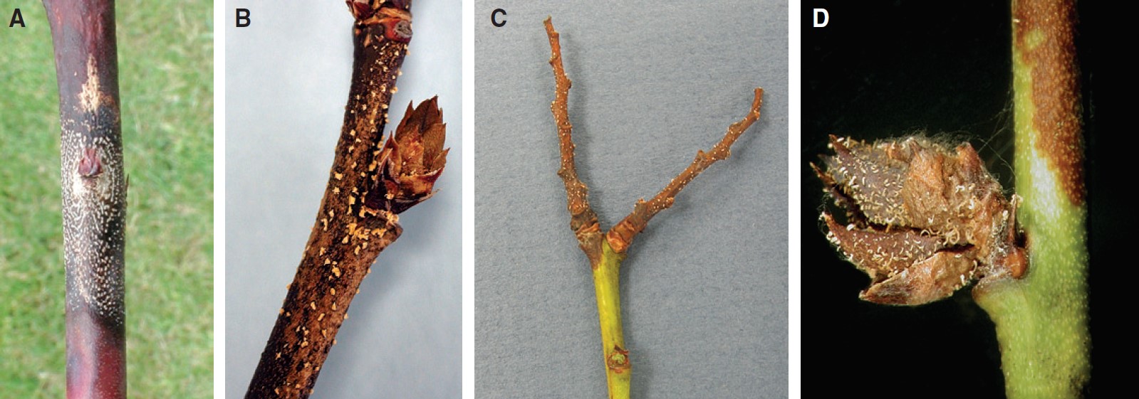 A) C&aacute;ncer en un tallo causado por C. fioriniae con ac&eacute;rvulos en c&iacute;rculos conc&eacute;ntricos alrededor de una yema vegetativa muerta. B) Masas de esporas sobre una ramita de ar&aacute;ndano durante el periodo de dormancia. C) Masas de esporas en un dardo de fruta viejo. D) Masas de esporas en las escamas de una yema floral.