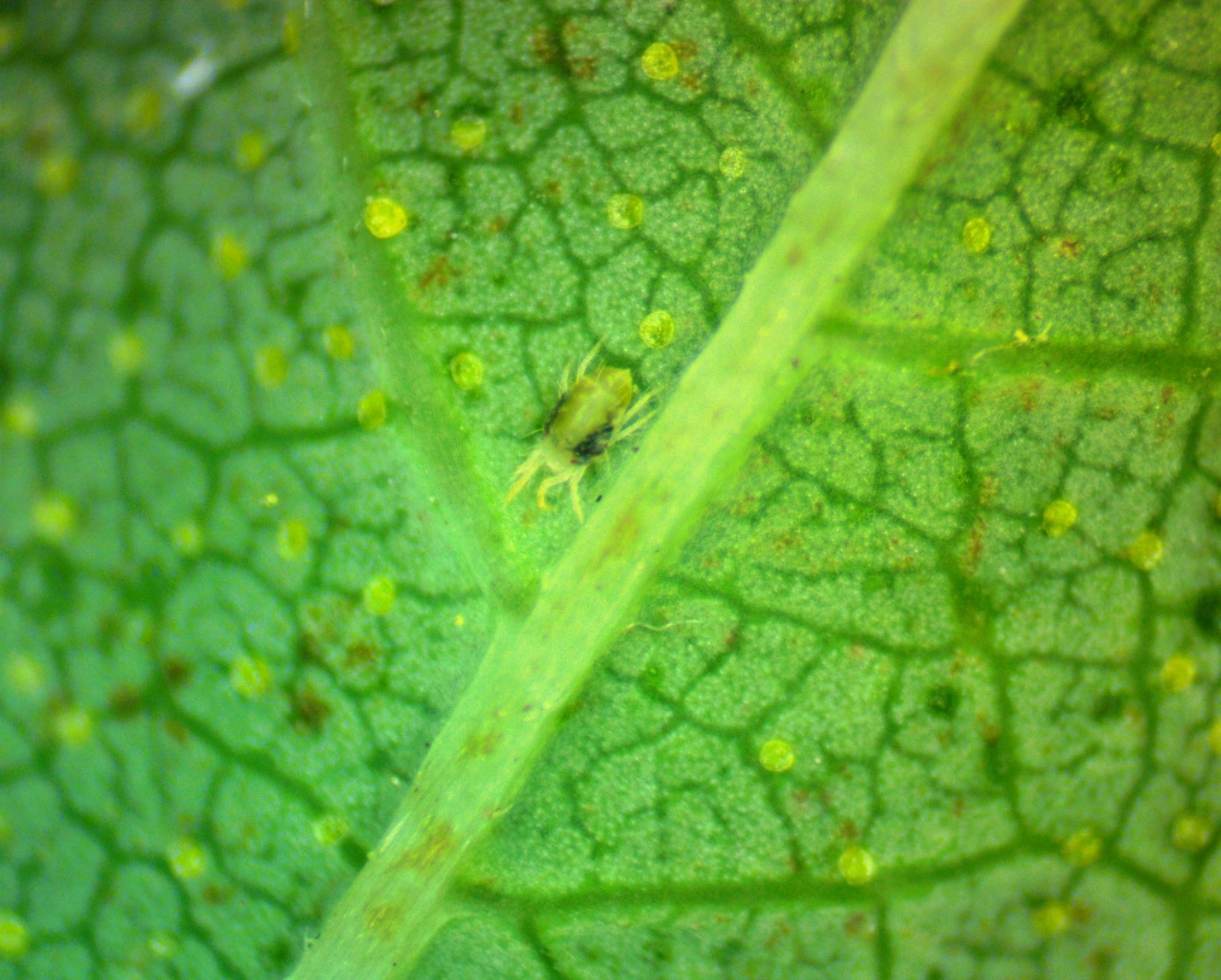 Twospotted adult spider mite