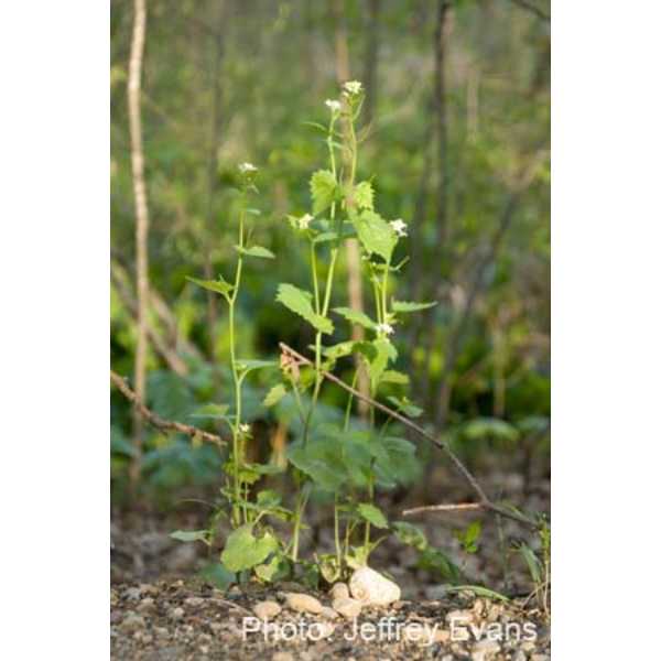 Garlic mustard mature adult