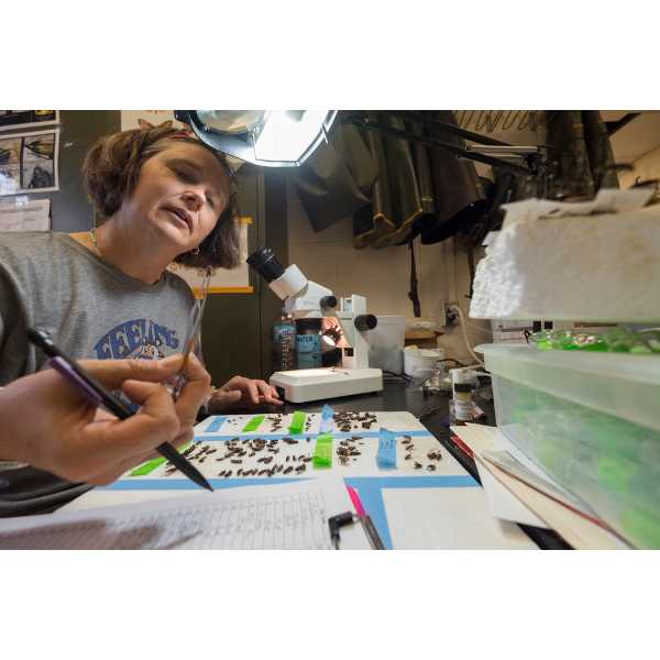 Research associate Sara Tanis coordinates the exotic forest pest trapping network in the McCullough lab.