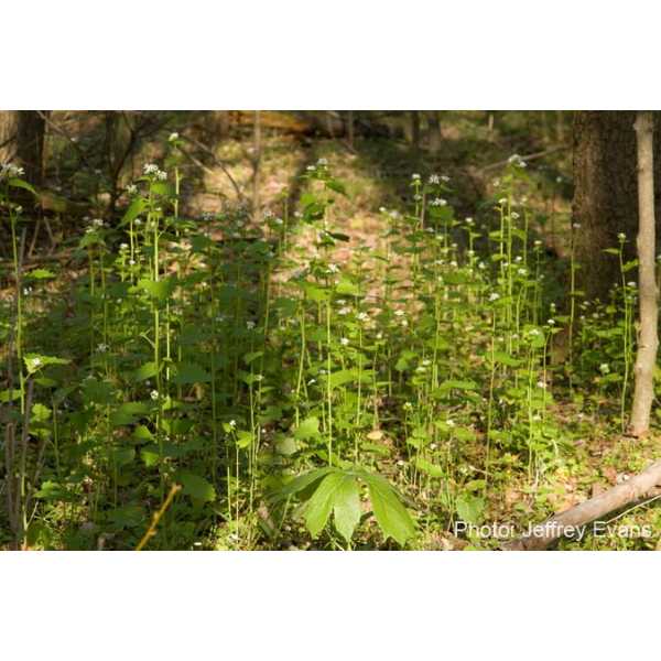 Garlic mustard invasion