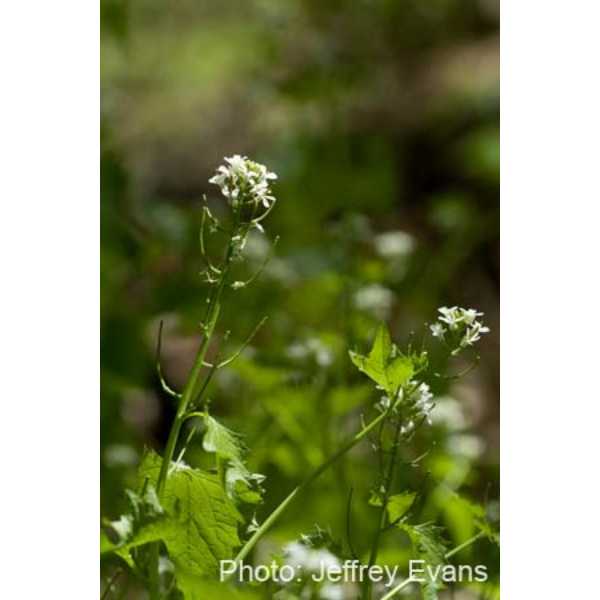 Garlic mustard flowering