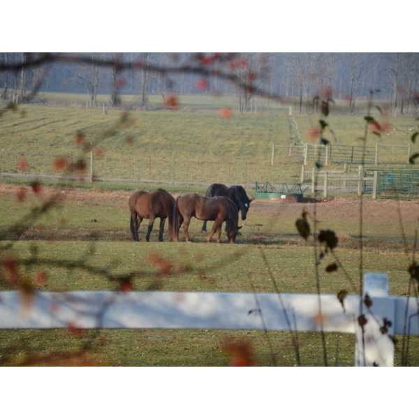 Pasture Fall