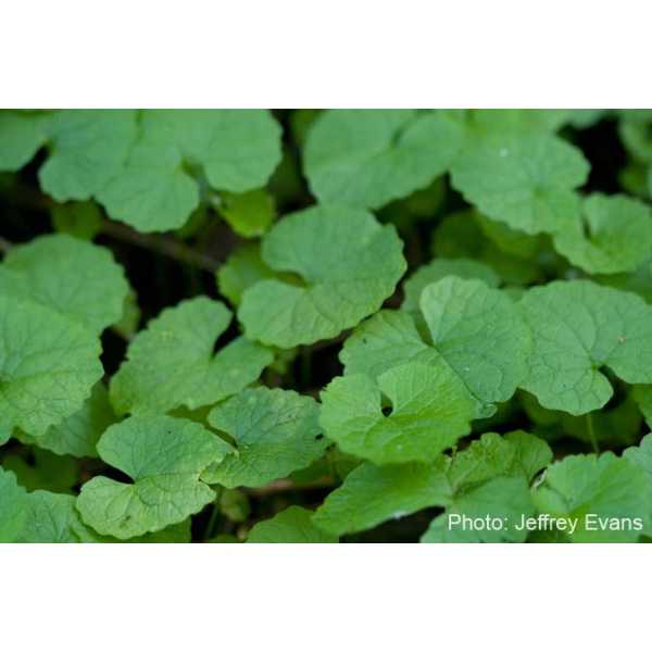 Garlic mustard rosettes
