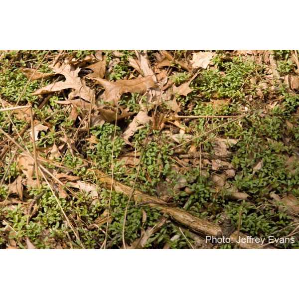 Garlic mustard seedlings