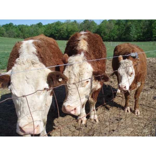 Tollgate Cows