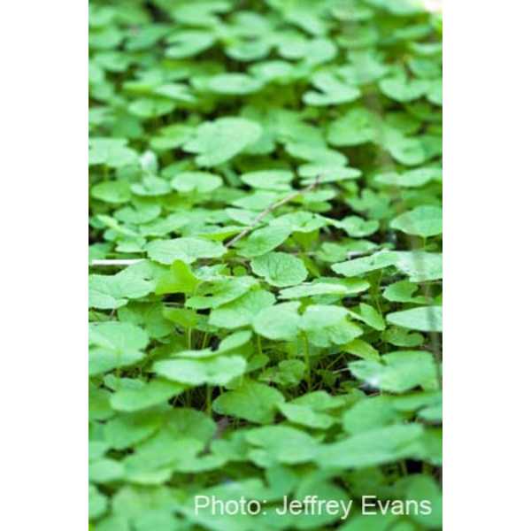 Garlic mustard