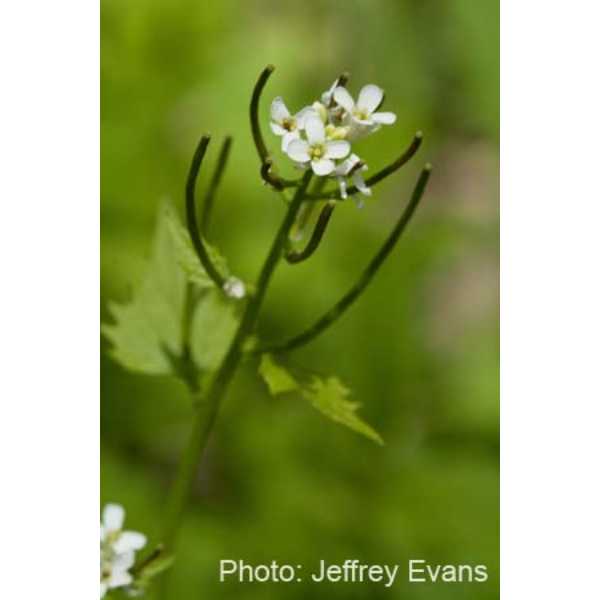 Garlic mustard flowering and siliques