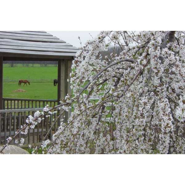 Tollgate Demonstration Gardens Gazebo
