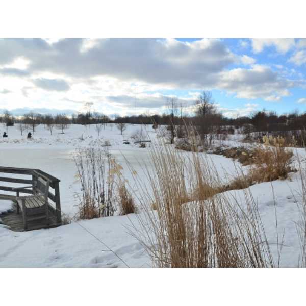 Tollgate Pond - Winter