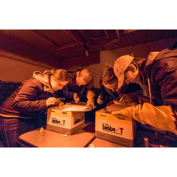 Dave Smitley's students counting bumble bee workers.