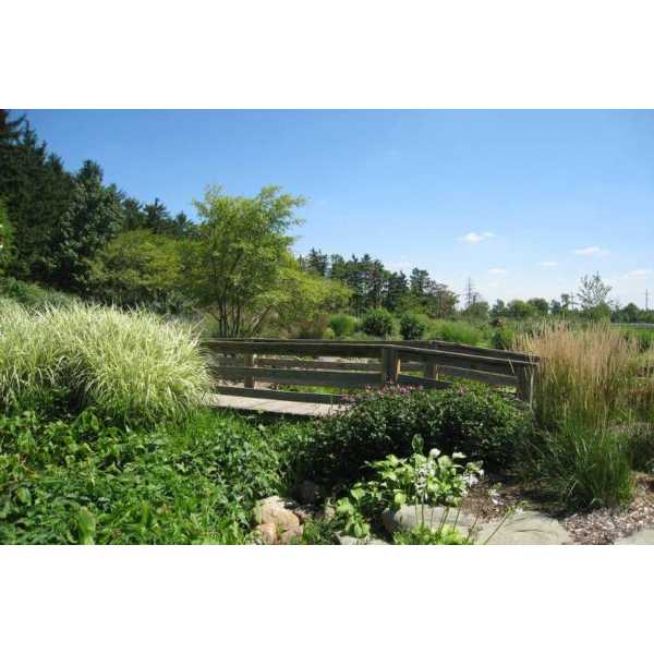 Pond- Late August