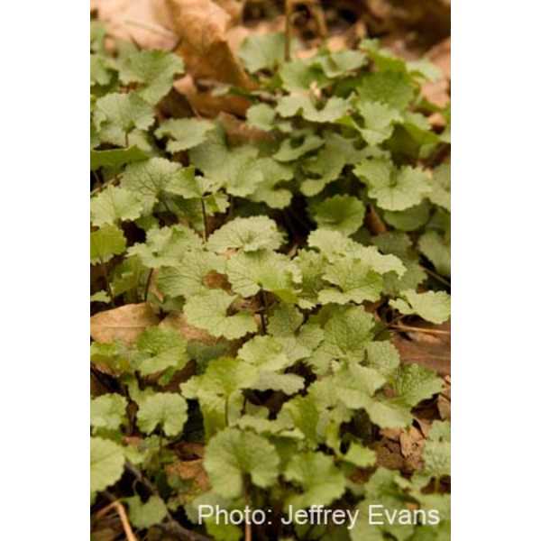 Garlic mustard