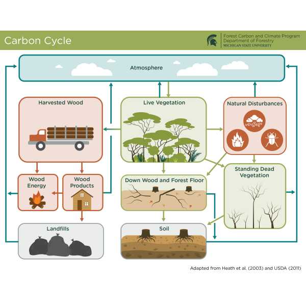Carbon Cycle
A summary of the carbon cycle with various processes highlighted, including the transformation of live vegetation into harvested timber.