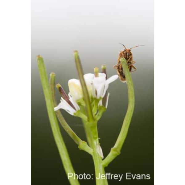 Garlic mustard with mirid bug