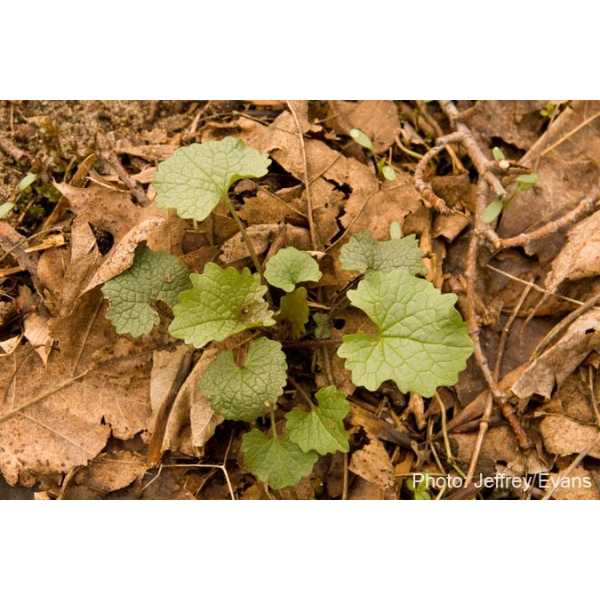 Garlic mustard rosette