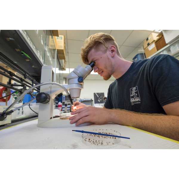 Students in the Isaacs lab work with pollinators and the invasive spotted wing Drosophila.