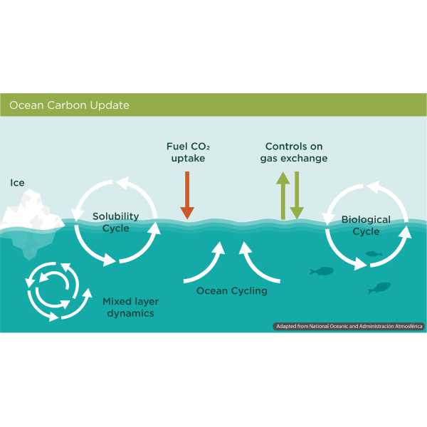 Demonstrating the process in which the ocean uptakes carbon dioxide emissions and controls on gas exchange.