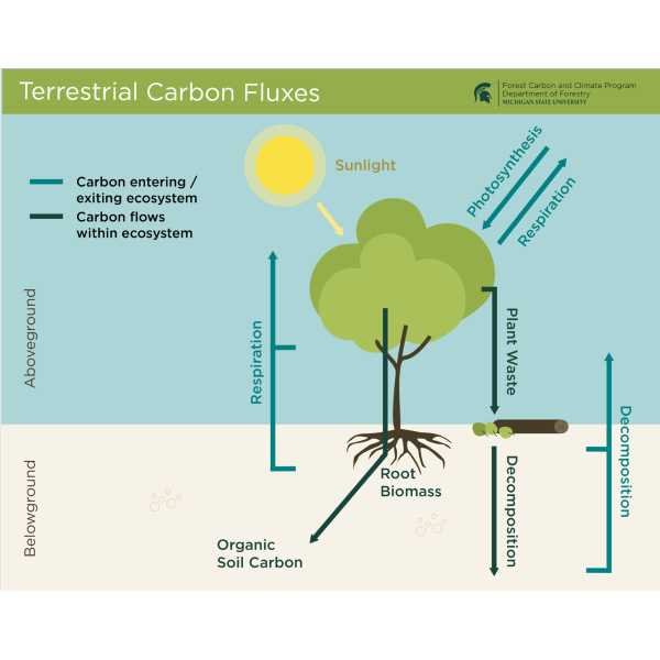 Terrestrial Carbon Fluxes 
A diagram displaying above- and below-ground flows of carbon entering, moving within, and exiting a terrestrial ecosystem.