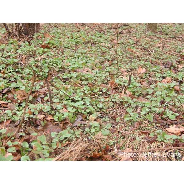 Garlic mustard rosettes