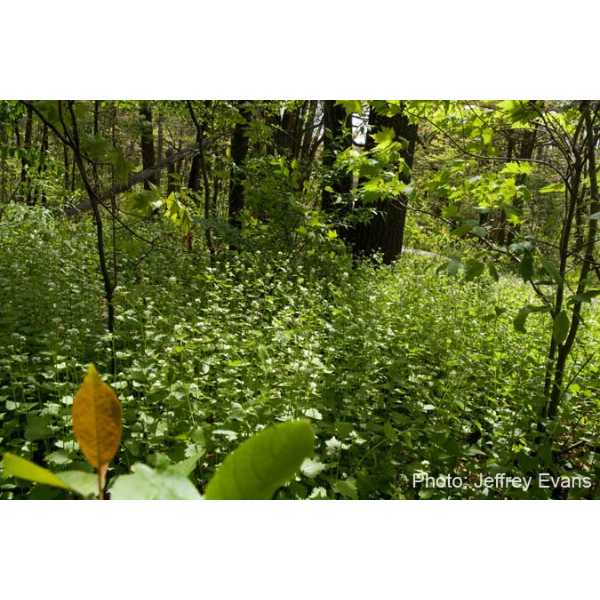 Garlic mustard invasion