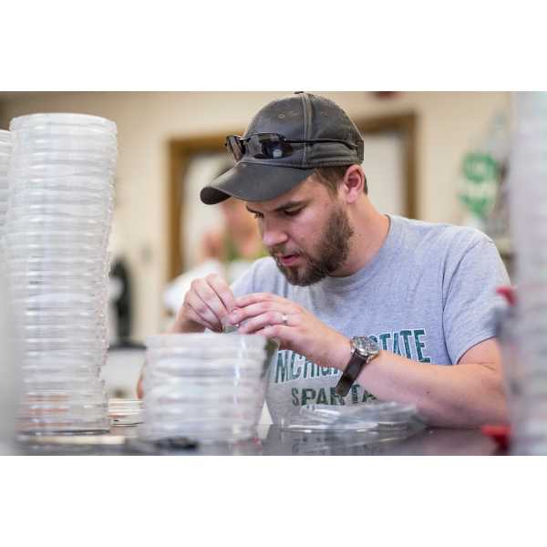 Students in the McCullough lab contribute to knowledge for managing forest invasive species.