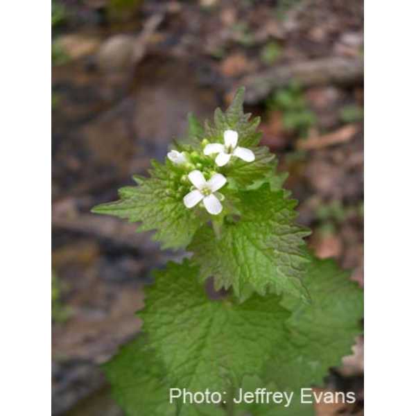 Garlic mustard flowering