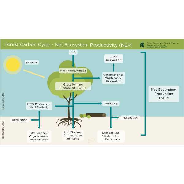 Forest Carbon Cycle – Net Ecosystem Productivity (NEP) 
As CO2 enters the forest system from the atmosphere, it is taken up by plants through photosynthesis – the total amount taken up corresponds to gross primary productivity. Gross primary production (GPP) is the uptake of carbon in photosynthesis by foliage of trees in the forest from the atmosphere. This results in growth of the tree material above and below ground.  Carbon losses result from respiration, herbivory, litter production, and plant mortality.