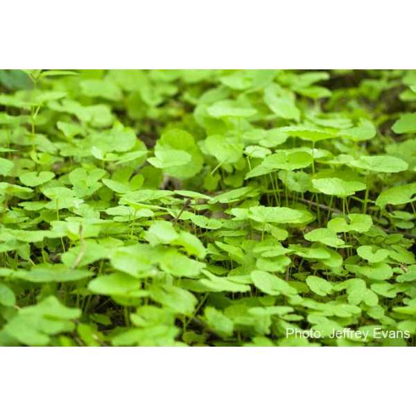 Garlic mustard