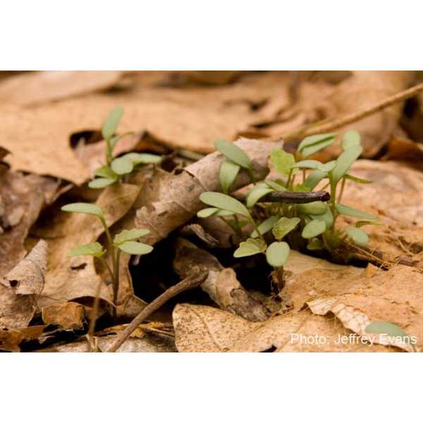 Garlic mustard seedlings first leaves