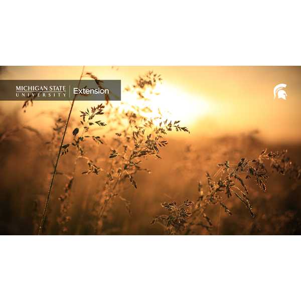 Shrubs in the fall sunset