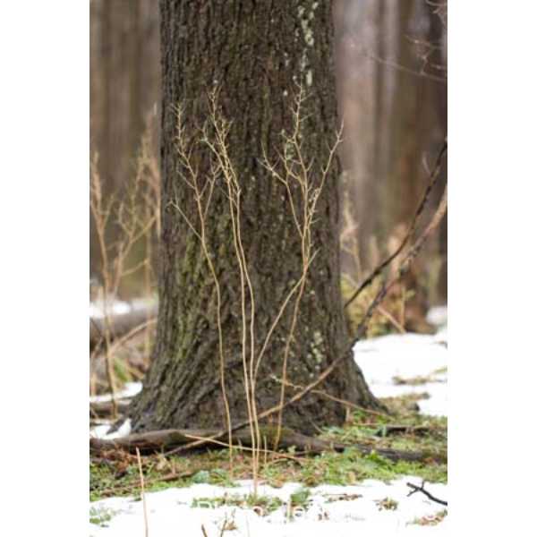 Garlic mustard dead adult in winter