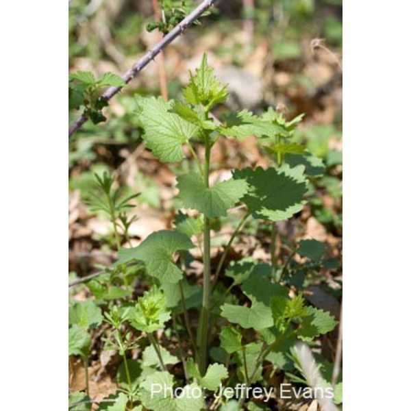 Garlic mustard bolting