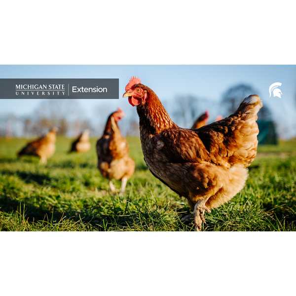 Hens in the field. Fall_17