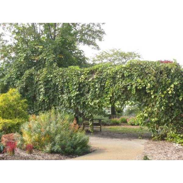 Pergola