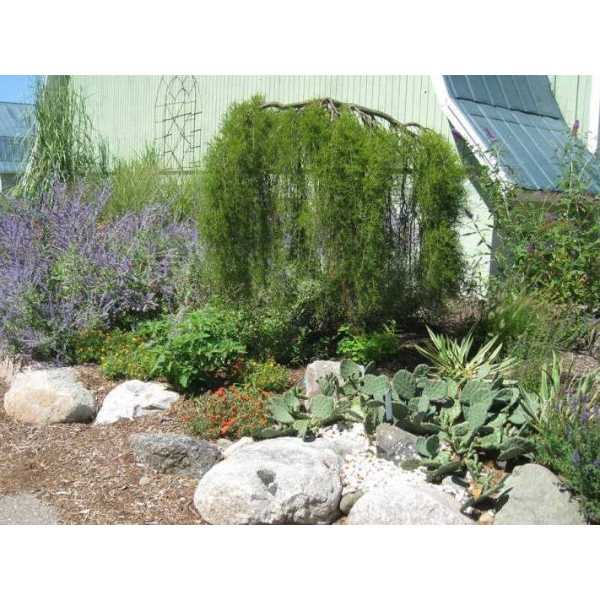 Xeriscape Garden