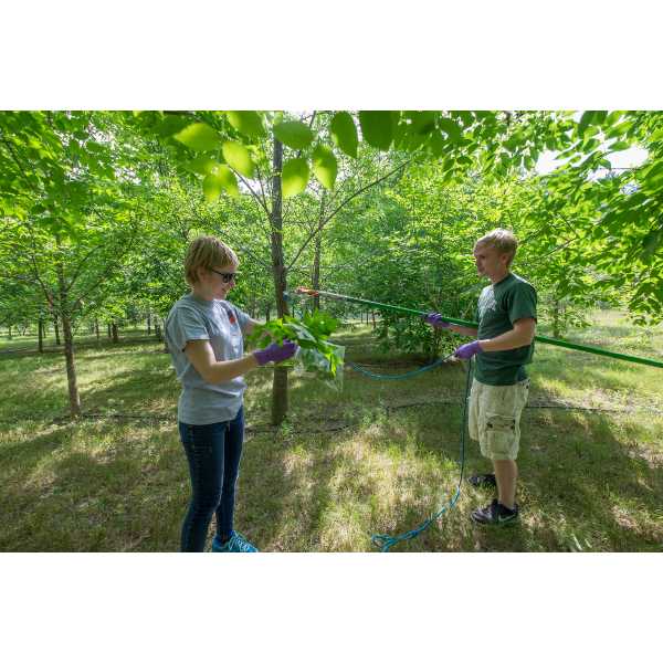 Students collecting ash leaves for emerald ash borer research (McCullough lab).