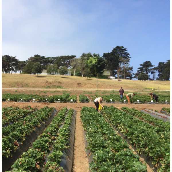 Members of the Plant Pathology Laboratory harvesting strawberries (July 2015)