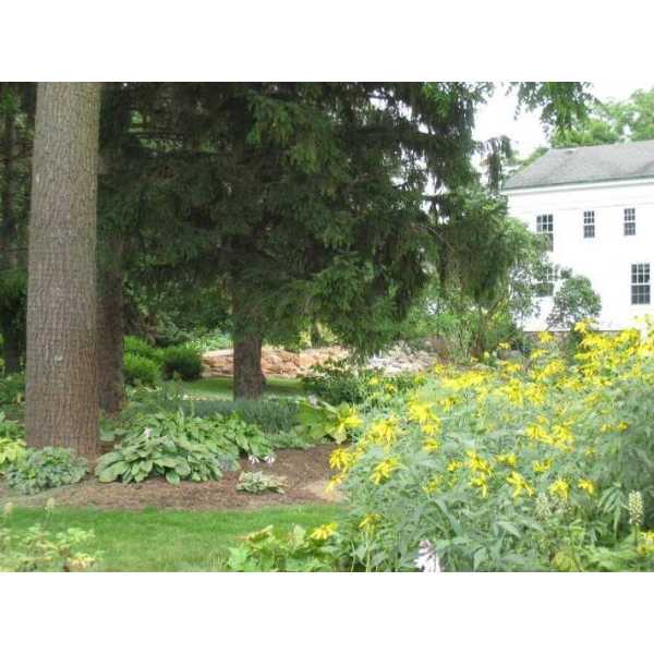 Hosta Gardens