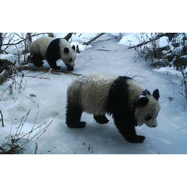 Camera trap shot of panda with GPS collar