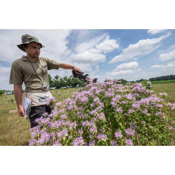 Grad student Logan Rowe vacuums pollinators off a native plant for the Isaacs lab research into best pollinator plants