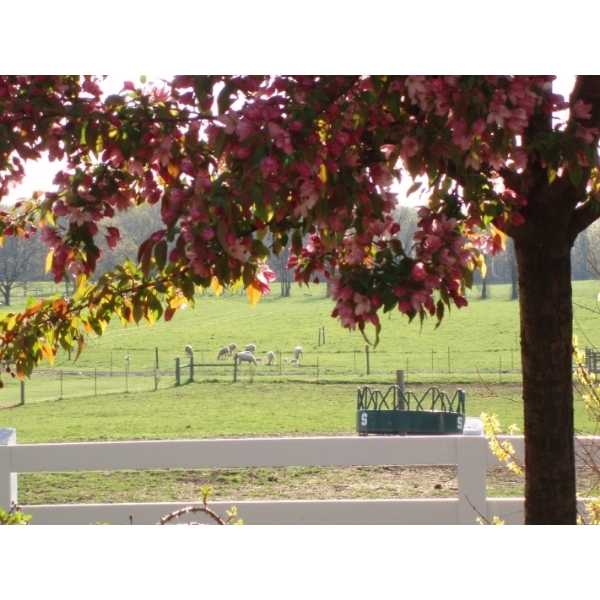 Pasture Spring