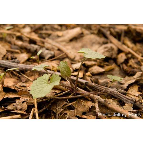 Garlic mustard rosette