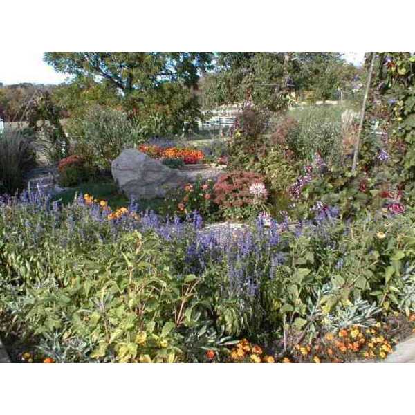 Tollgate Children's Garden - lavendar