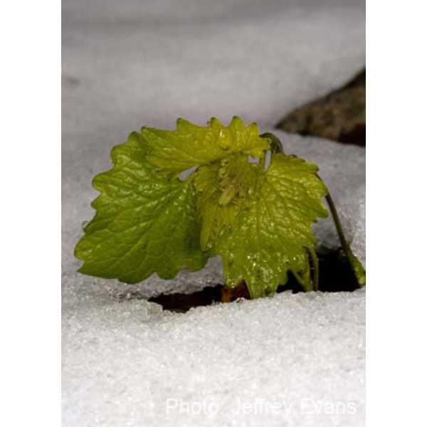 Garlic mustard in snow