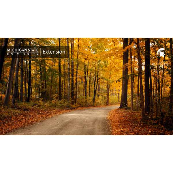 Wooded road
