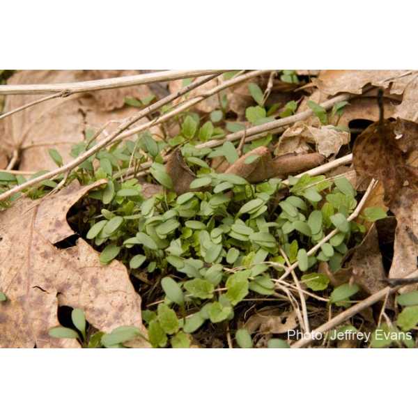 Garlic mustard seedlings