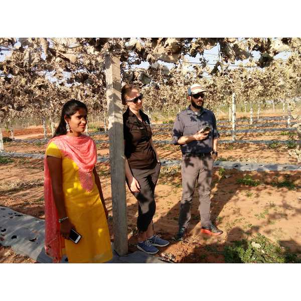 Learning from local farmers about their trellis growing systems